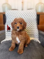 Pluto, Red w/ White Markings Mini Poodle ~ Breeder or Pet, a male Poodle - Miniature  for sale in Rigby, ID – Photo 1 of 3