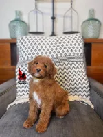Pluto, Red w/ White Markings Mini Poodle ~ Breeder or Pet, a male Poodle - Miniature  for sale in Rigby, ID – Photo 2 of 3