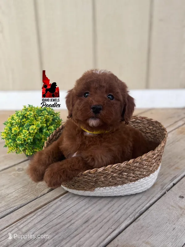 Pluto, Red w/ White Markings Mini Poodle ~ Breeder or Pet – Poodle - Miniature  puppy for sale in Rigby, ID