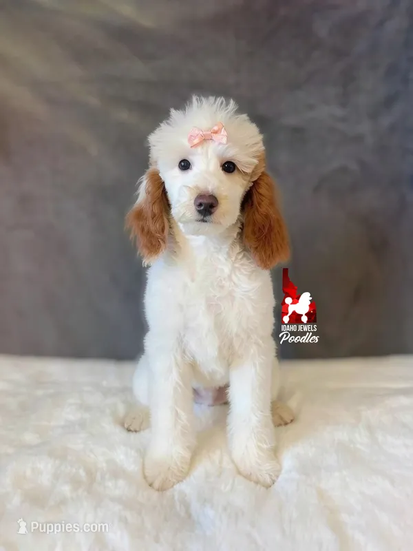 Nala, CLEAR Red Parti Mini Poodle Girl ~ Breeder or Pet – Poodle - Miniature  puppy for sale in Rigby, ID