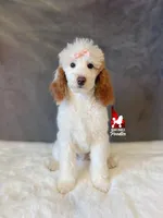 Nala, CLEAR Red Parti Mini Poodle Girl ~ Breeder or Pet, a female Poodle - Miniature  for sale in Rigby, ID – 3 of 10
