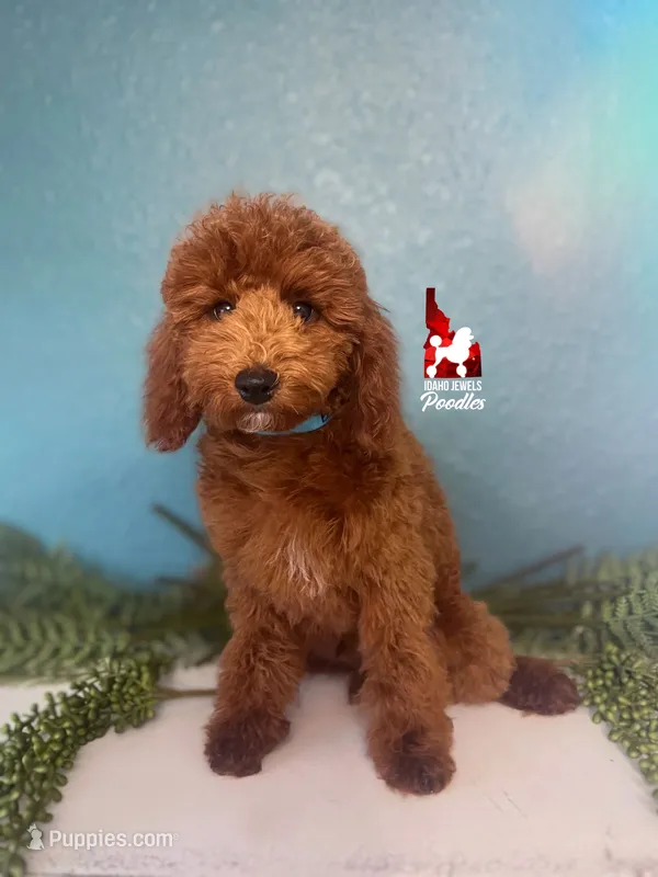 Biscuit, Red Mini Poodle Boy ~ Breeder or Pet – Poodle - Miniature  puppy for sale in Rigby, ID