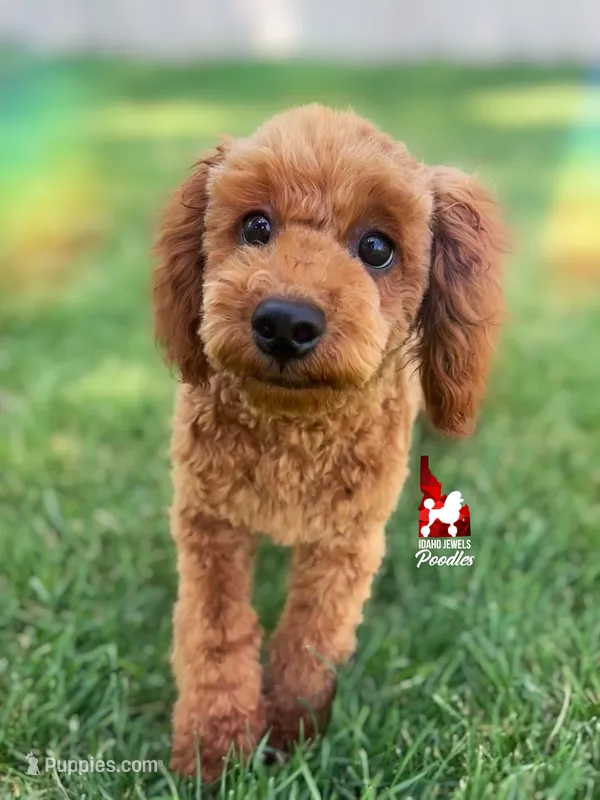 🍄Mario, Red Mini Poodle Boy ~Breeder or Pet – Poodle - Miniature  puppy for sale in Rigby, ID