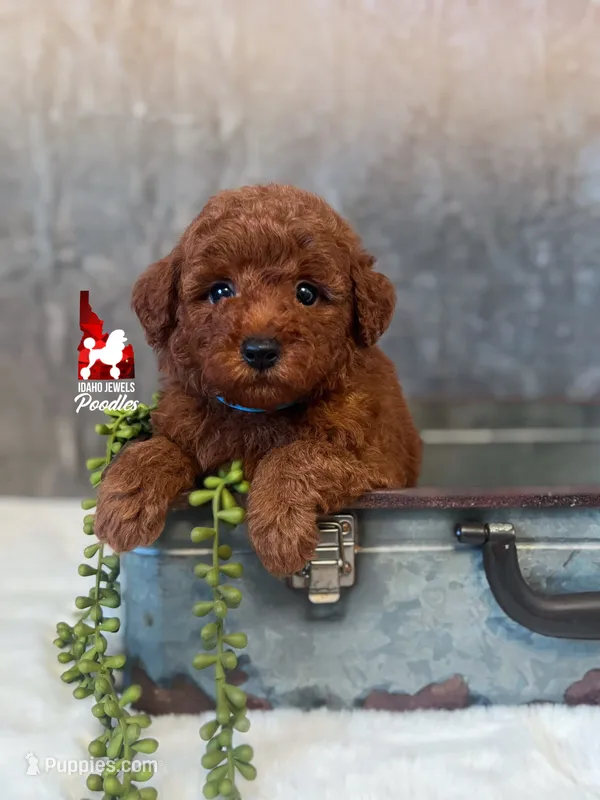 Asher, Red Mini Poodle Boy ~ Breeder or Pet – Poodle - Miniature  puppy for sale in Rigby, ID