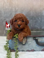 Asher, Red Mini Poodle Boy ~ Breeder or Pet, a male Poodle - Miniature  for sale in Rigby, ID – 1 of 4