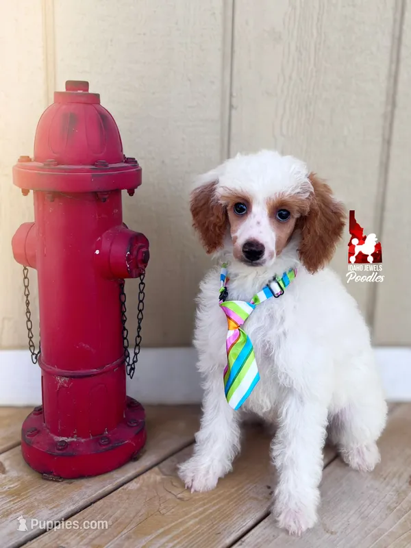 Pongo, Red Parti Mini Poodle Boy ~ Pet – Poodle - Miniature  puppy for sale in Rigby, ID