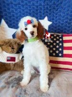 Nala, CLEAR Red Parti Mini Poodle Girl ~ Breeder or Pet, a female Poodle - Miniature  for sale in Rigby, ID – 2 of 7