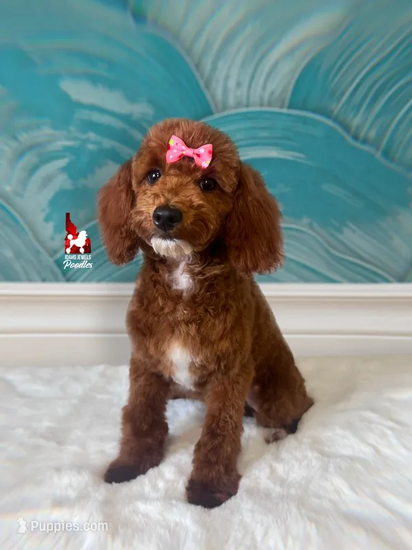 Malibu, Red w/ White Mini Poodle Girl ~ Pet – Poodle - Miniature  puppy for sale in Rigby, ID