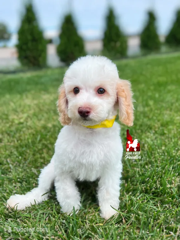 Faye, Red/Apricot Parti Mini Poodle Girl ~ Pet – Poodle - Miniature  puppy for sale in Rigby, ID