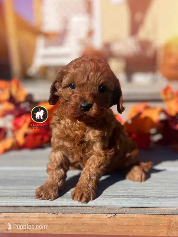 Captain, Red F1 Cavapoo Boy ~ Pet – Cavalier King Charles Spaniel, Poodle - Miniature  puppy for sale in Rigby, ID