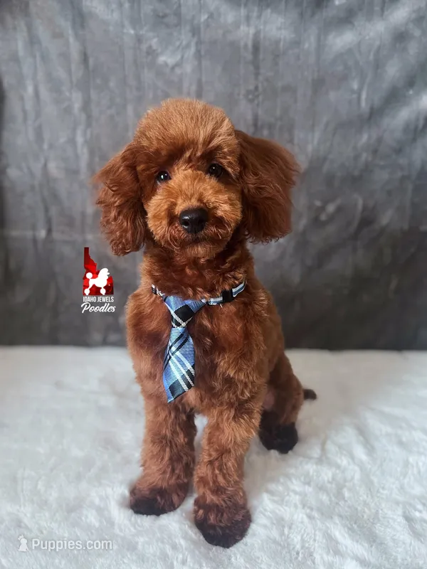 Boise the Red Mini Poodle Boy ~ Pet – Poodle - Miniature  puppy for sale in Rigby, ID