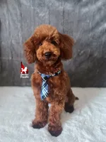 Boise the Red Mini Poodle Boy ~ Pet, a male Poodle - Miniature  for sale in Rigby, ID – Photo 1 of 10