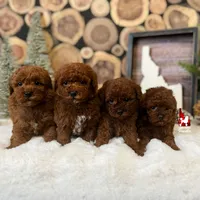 💎🐩Boise the Poodle, a male Poodle - Miniature  for sale in Rigby, ID – Photo 5 of 5