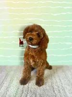 💎🐩Boise, Red Mini Poodle Boy ~ Pet, a male Poodle - Miniature  for sale in Rigby, ID – Photo 1 of 6