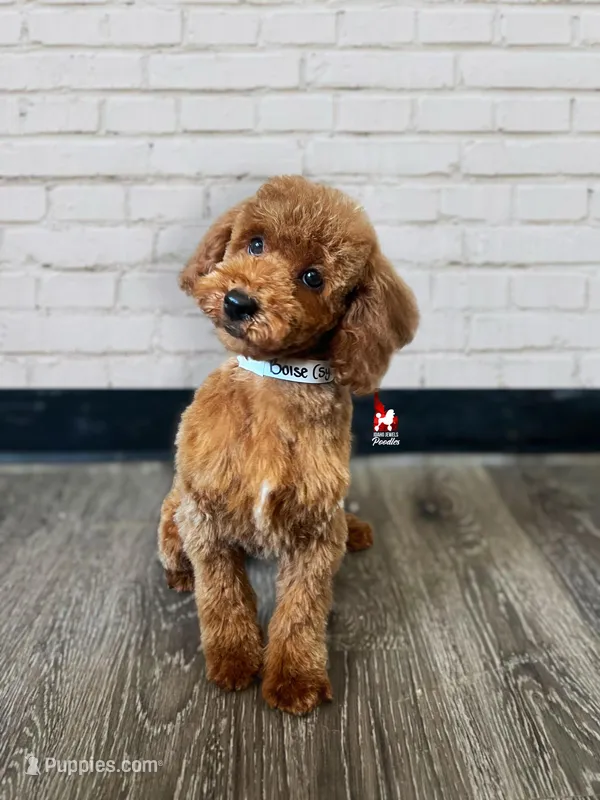 💎🐩Boise the Poodle