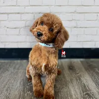 💎🐩Boise, Red Mini Poodle Boy ~ Pet, a male Poodle - Miniature  for sale in Rigby, ID – Photo 2 of 6