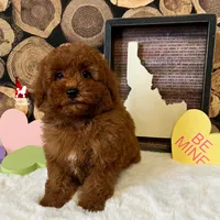 💎🐩Boise, Red Mini Poodle Boy ~ Pet, a male Poodle - Miniature  for sale in Rigby, ID – Photo 4 of 6