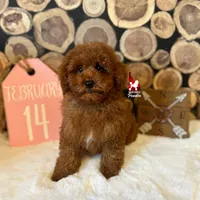 💎🐩Boise, Red Mini Poodle Boy ~ Pet, a male Poodle - Miniature  for sale in Rigby, ID – Photo 3 of 6