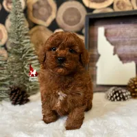 💎🐩Boise, Red Mini Poodle Boy ~ Pet, a male Poodle - Miniature  for sale in Rigby, ID – Photo 5 of 6