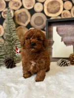 💎🐩Boise the Poodle, a male Poodle - Miniature  for sale in Rigby, ID – Photo 4 of 5