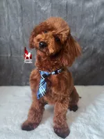 Boise the Red Mini Poodle Boy ~ Pet, a male Poodle - Miniature  for sale in Rigby, ID – Photo 4 of 10