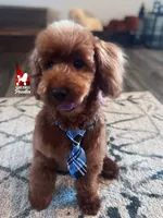 Boise the Red Mini Poodle Boy ~ Pet, a male Poodle - Miniature  for sale in Rigby, ID – Photo 2 of 10
