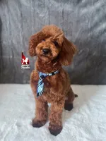 Boise the Red Mini Poodle Boy ~ Pet, a male Poodle - Miniature  for sale in Rigby, ID – Photo 3 of 10