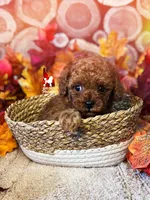 🎮Link, Red Toy Poodle Boy ~ Pet, a male Poodle - Toy  for sale in Rigby, ID – 2 of 2