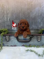 Asher, Red Mini Poodle Boy ~ Breeder or Pet, a male Poodle - Miniature  for sale in Rigby, ID – 3 of 4