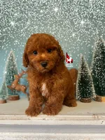 Ⓜ️Matty, Mini (Calm & Loving), a male Poodle - Miniature  for sale in Rigby, ID – Photo 5 of 8