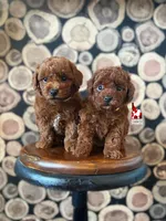 Ⓜ️Matty, Mini (Calm & Loving), a male Poodle - Miniature  for sale in Rigby, ID – Photo 8 of 8