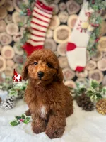 Ⓜ️Matty, Mini (Calm & Loving), a male Poodle - Miniature  for sale in Rigby, ID – Photo 4 of 8