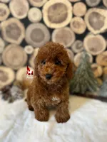 Ⓜ️Matty, Mini (Calm & Loving), a male Poodle - Miniature  for sale in Rigby, ID – Photo 3 of 8