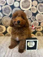 Ⓜ️Matty, Mini (Calm & Loving), a male Poodle - Miniature  for sale in Rigby, ID – Photo 1 of 8