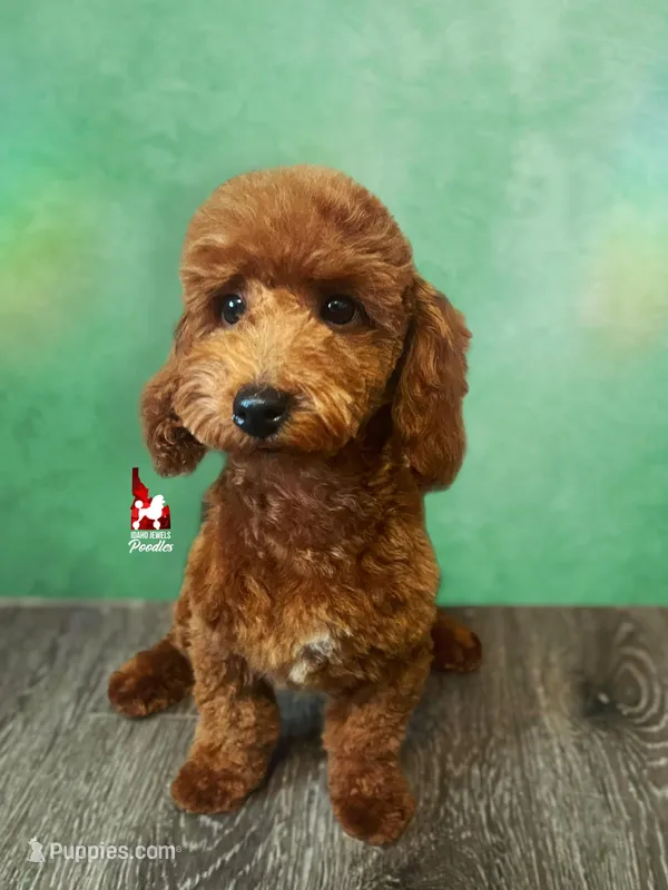 Ⓜ️Matty, Mini (Cuddly & Loving)