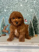 Ⓜ️Matty, Mini (Calm & Loving), a male Poodle - Miniature  for sale in Rigby, ID – Photo 6 of 8