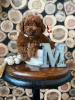 Ⓜ️Matty, Mini (Calm & Loving), a male Poodle - Miniature  for sale in Rigby, ID – Photo 7 of 8