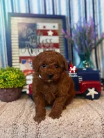 🍾Juniper, Red Toy Poodle Girl ~ Pet, a female Poodle - Toy  for sale in Rigby, ID – 1 of 3