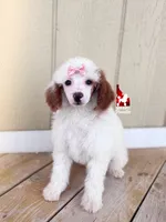 Nala, CLEAR Red Parti Mini Poodle Girl ~ Breeder or Pet, a female Poodle - Miniature  for sale in Rigby, ID – 4 of 7