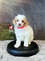 Jayden, Red/Apricot (Hidden Tricolor) Mini Poodle Boy ~ Breeder or Pet, a male Poodle - Miniature  for sale in Rigby, ID – 5 of 6