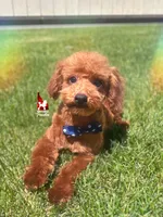 Balto, Calm Dark Red Toy Poodle Boy ~ Pet, a male Poodle - Toy  for sale in Rigby, ID – 2 of 10