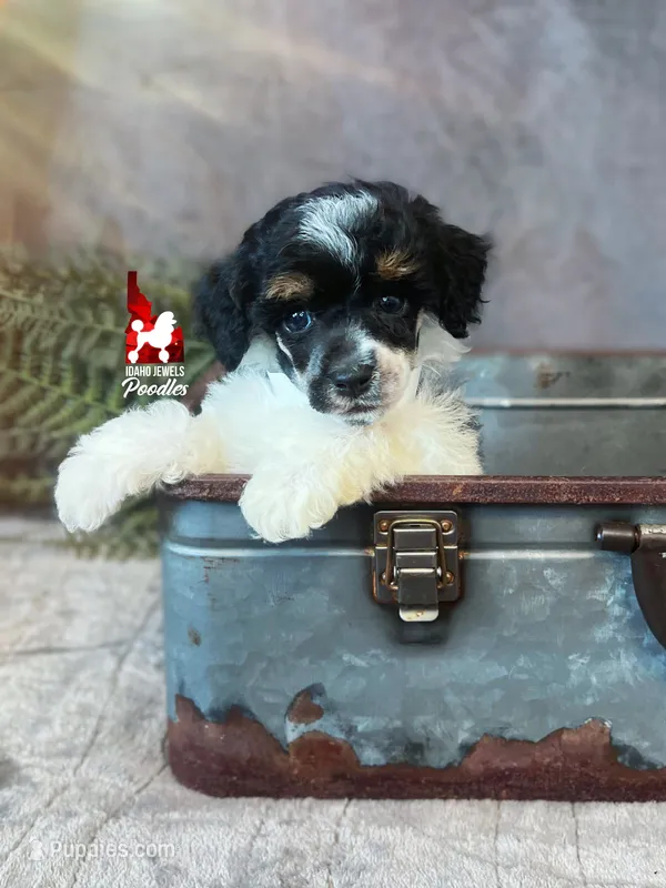 Layla, Tri-color Small Mini Poodle Girl ~ Pet – Poodle - Miniature  puppy for sale in Rigby, ID