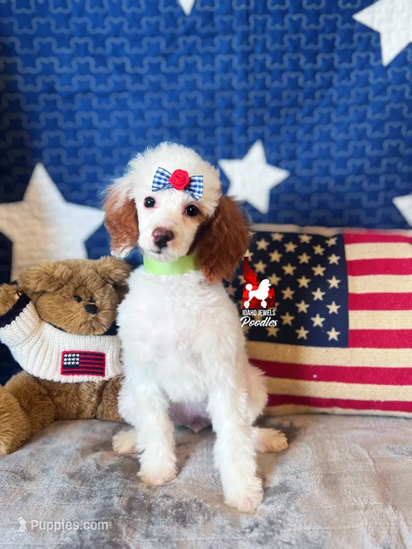Nala, CLEAR Red Parti Mini Poodle Girl ~ Breeder or Pet – Poodle - Miniature  puppy for sale in Rigby, ID
