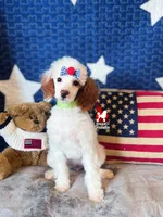 Nala, CLEAR Red Parti Mini Poodle Girl ~ Breeder or Pet, a female Poodle - Miniature  for sale in Rigby, ID – 1 of 7