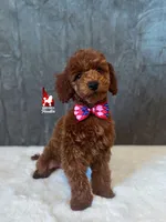 Toffee, Red Small Mini Poodle ~ Pet, a male Poodle - Miniature  for sale in Rigby, ID – Photo 2 of 6