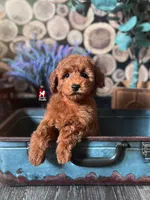 Toffee, Red Small Mini Poodle ~ Pet, a male Poodle - Miniature  for sale in Rigby, ID – Photo 4 of 6