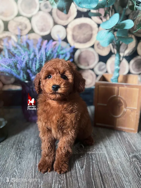 Toffee, Red Small Mini Poodle ~ Pet – Poodle - Miniature  puppy for sale in Rigby, ID
