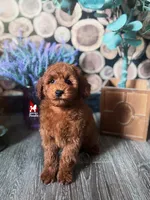 Toffee, Red Small Mini Poodle ~ Pet, a male Poodle - Miniature  for sale in Rigby, ID – Photo 3 of 6