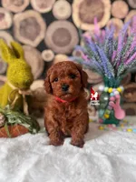Toffee, Red Small Mini Poodle ~ Pet, a male Poodle - Miniature  for sale in Rigby, ID – Photo 2 of 3