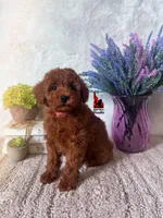 Toffee, Red Small Mini Poodle ~ Pet, a male Poodle - Miniature  for sale in Rigby, ID – Photo 1 of 3